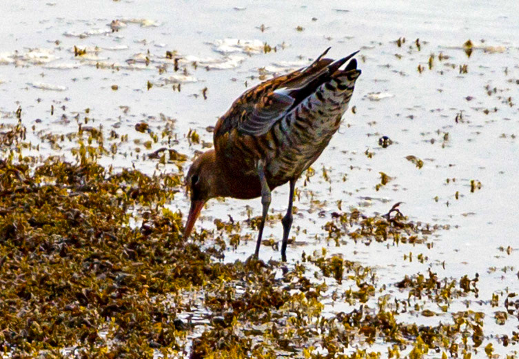 Bar Tailed Godwit - Yarmouth IOW 19  July 2022