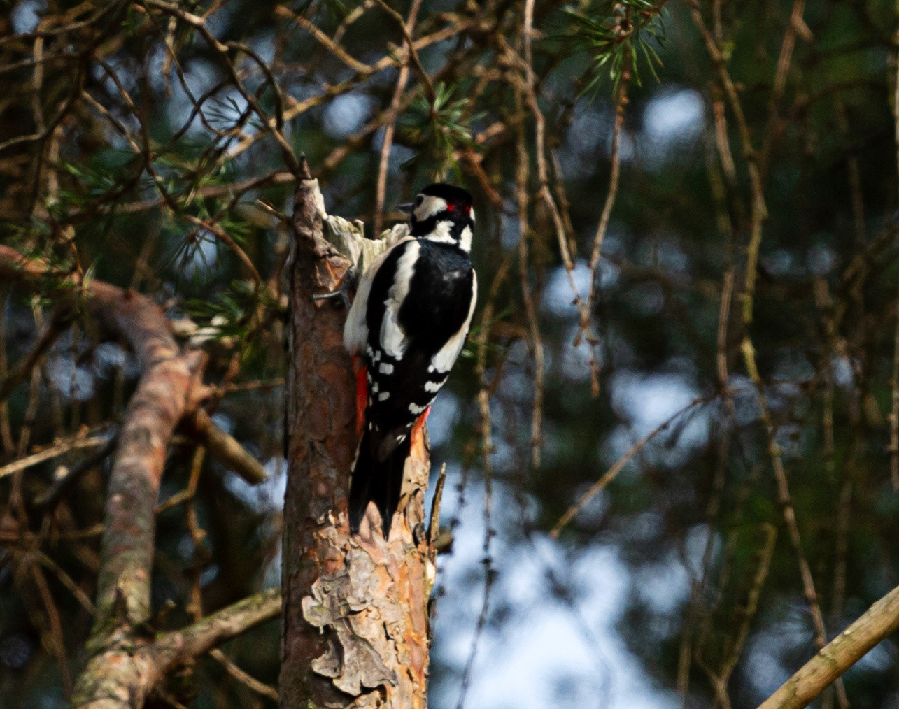 Greater Spotted Woodpecker at Selm Muir, Livingston, 07 March 2024