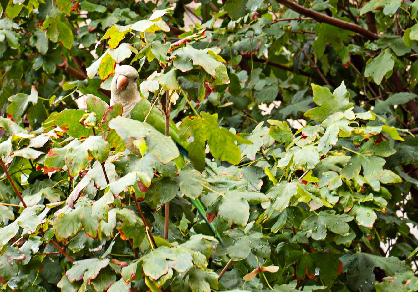 Monk Parakeet - Barcelona 13 Sep 2025