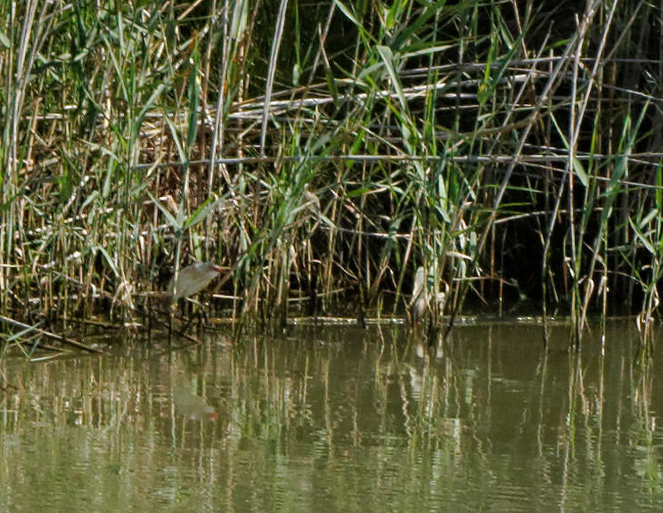 Parc Natural de s'Albufera de MallorcaPlease see my other Photographs at: www.jamespdeans.co.uk