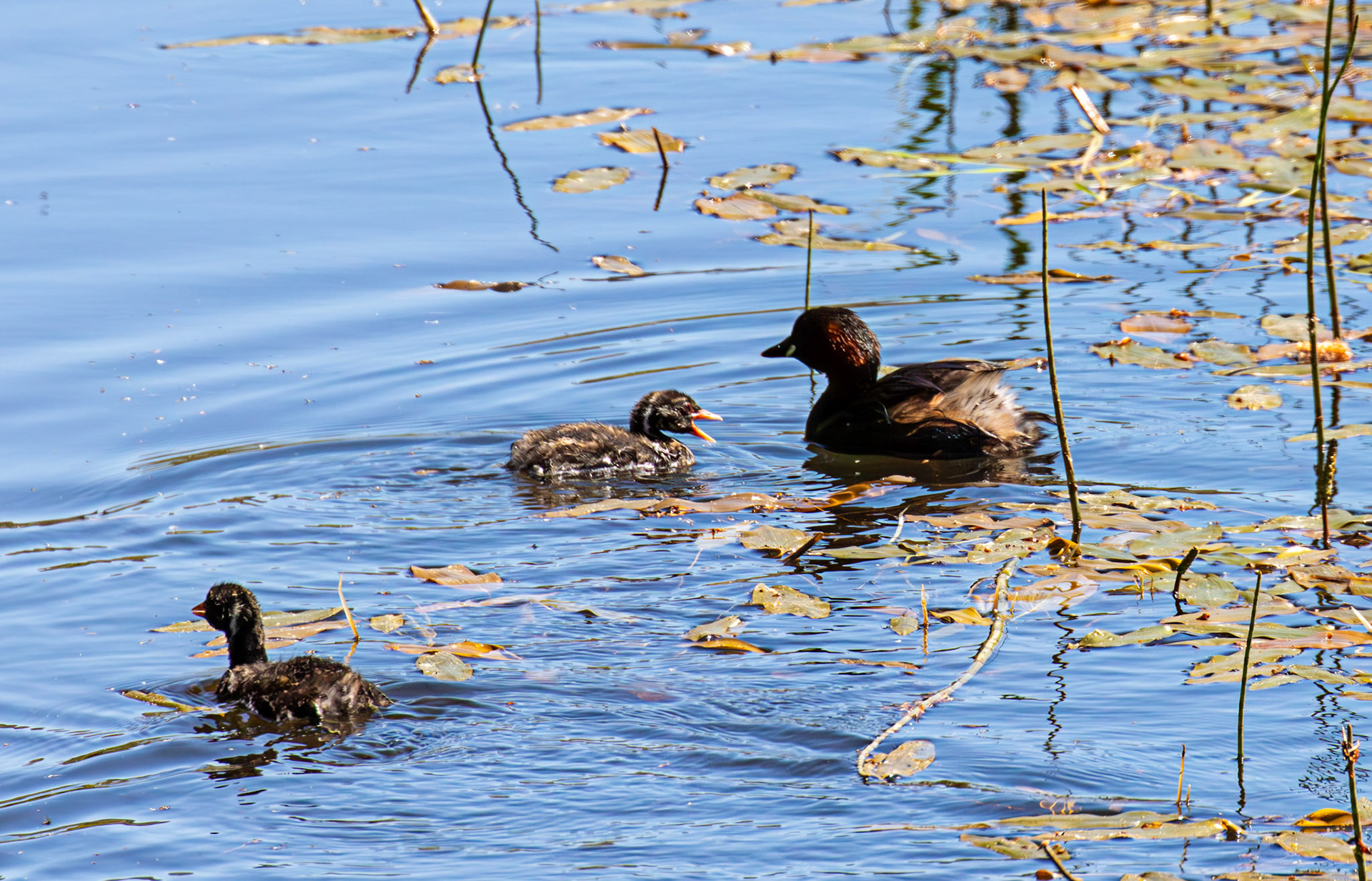 Adult Little Grebe with Chicks at Bavelaw 21 May 2025