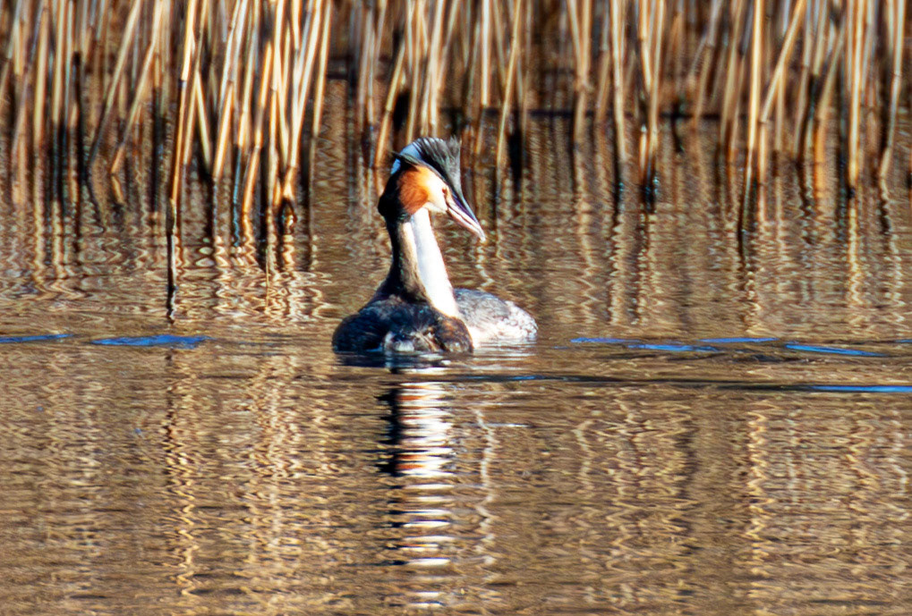 Great Crested Grebe (doing partial dance) at Linlithgow Loch 18 March 2026. One Grebe in Breeding plumage and one in winter plumage, which is very odd.