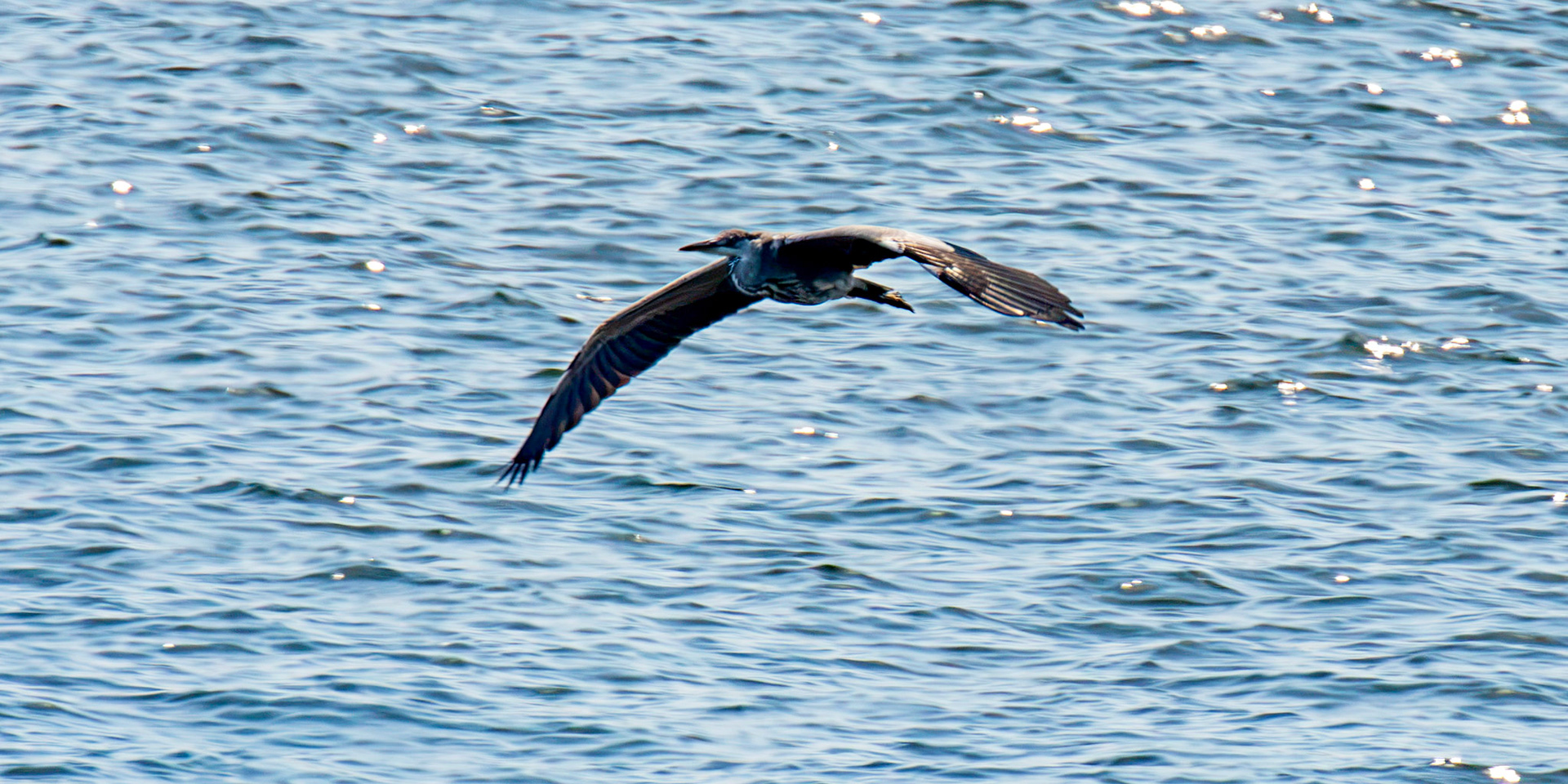 Grey Heron - Porto 18 August 2026