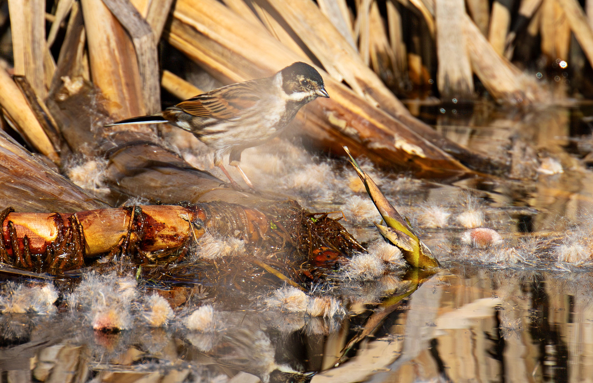 Reed Bunting at Black Devon Wetlands 20 March 2026