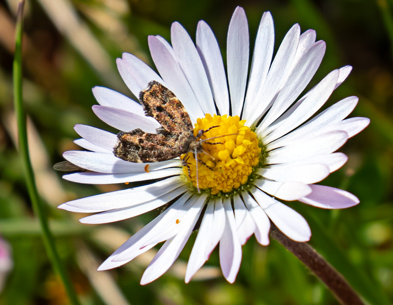 Fabric Moth (Anthophila fabriciana) - Path of Condie 11 May 2025