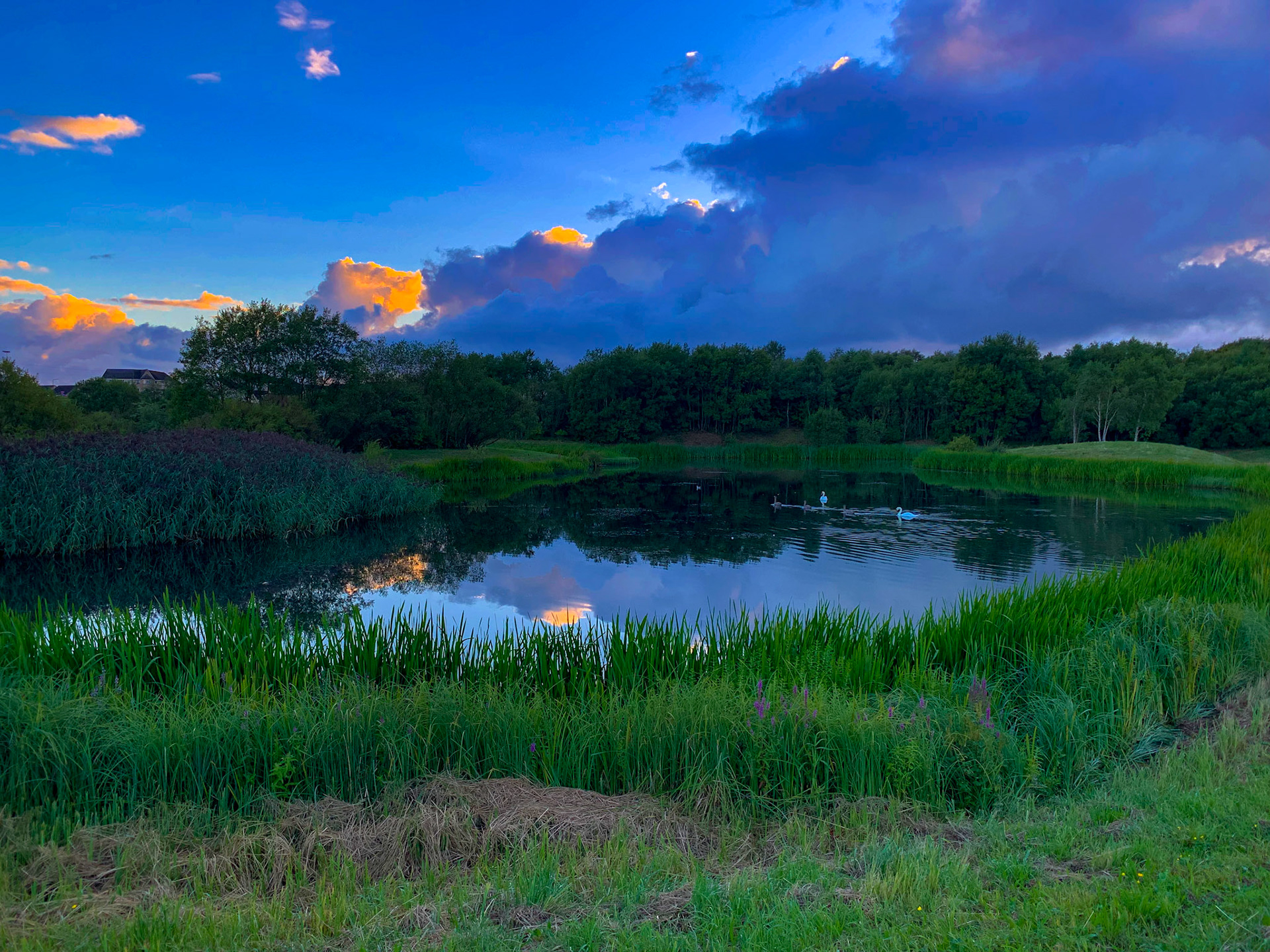 Wester Inch Ponds, Bathgate