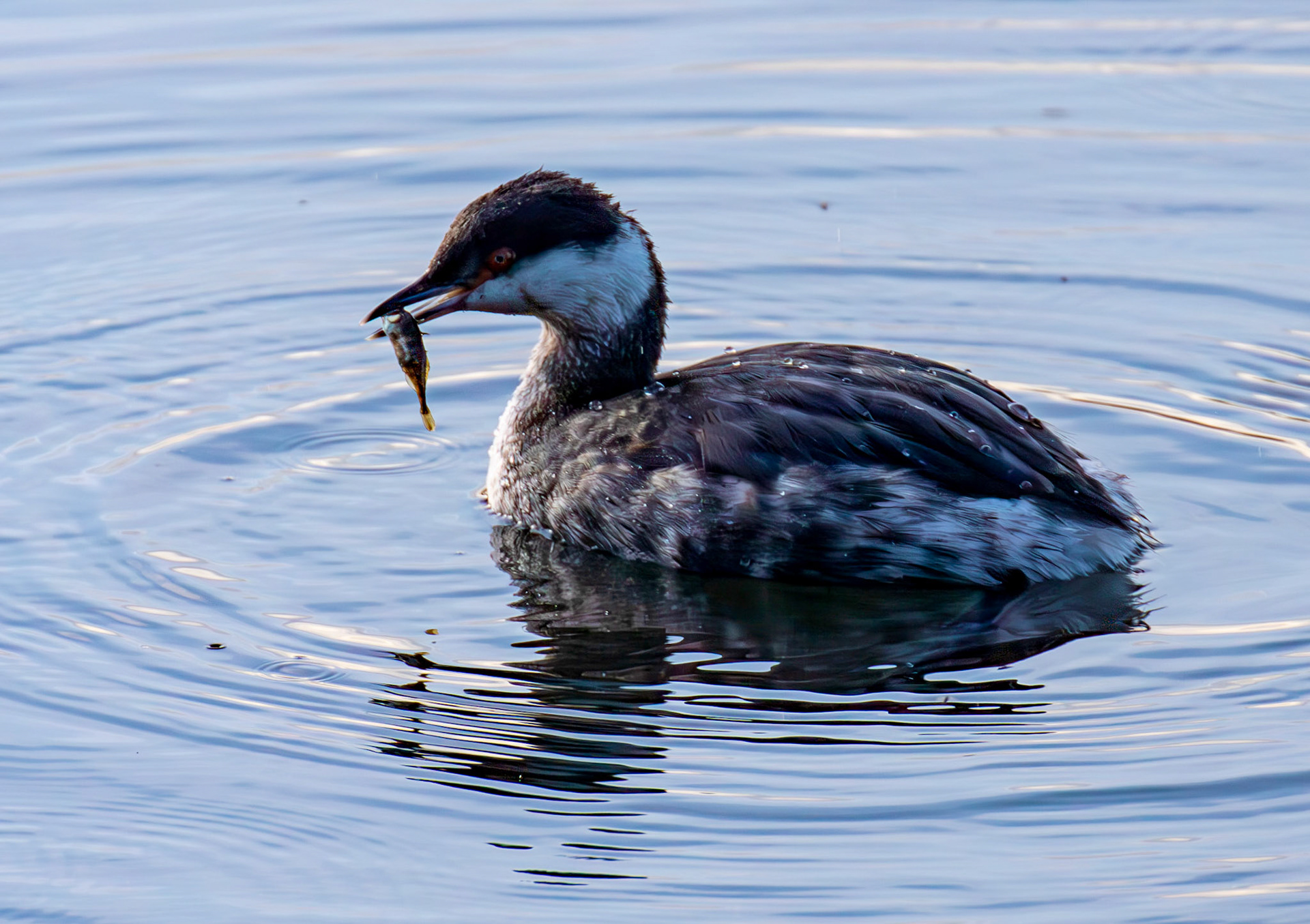 Slavonian Grebe at Linlithgow Loch 18 March 2026