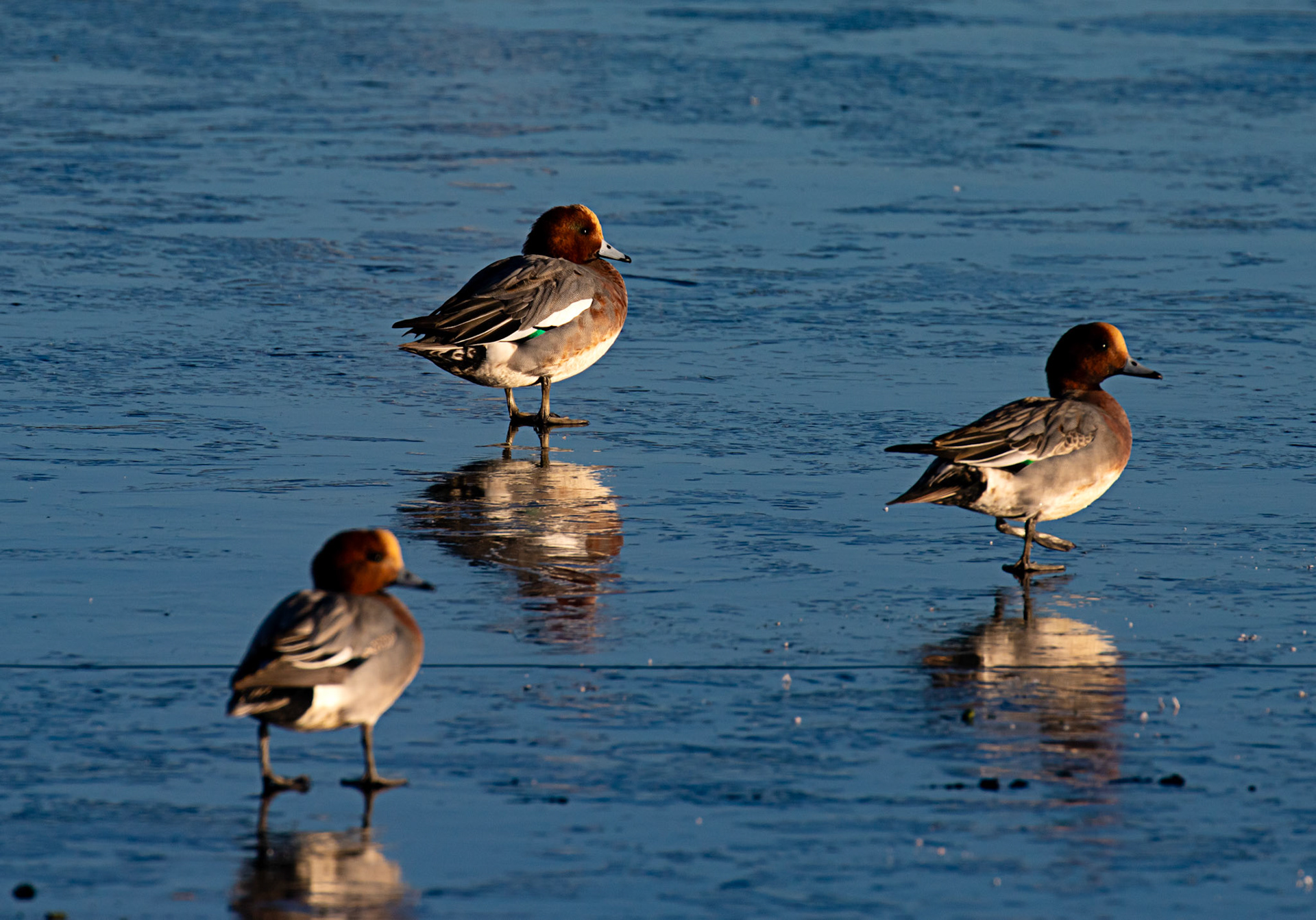 Wigeon at Broadwood Loch 10 January 2025
