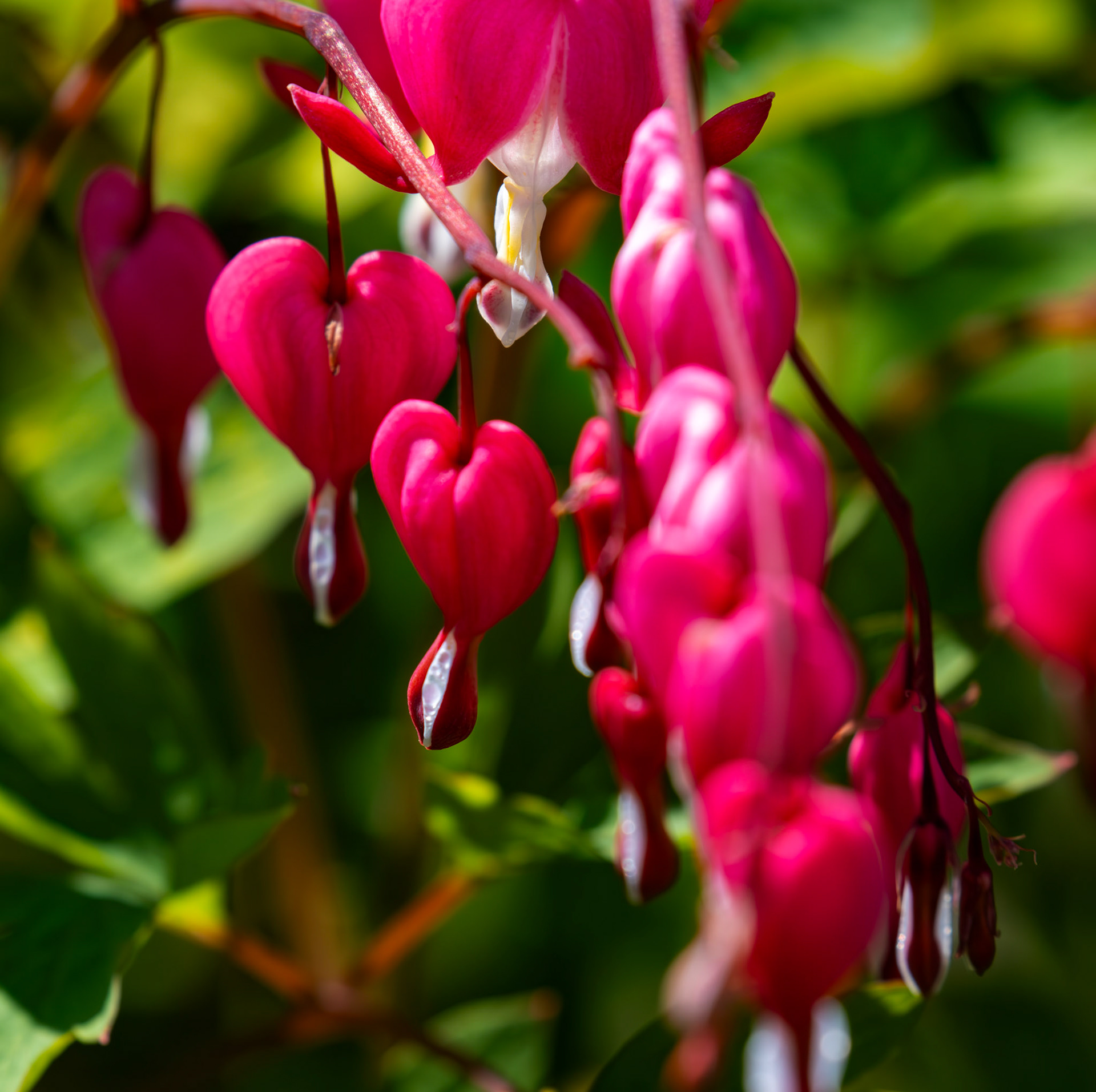 Flowers in Deans 15 May 2025