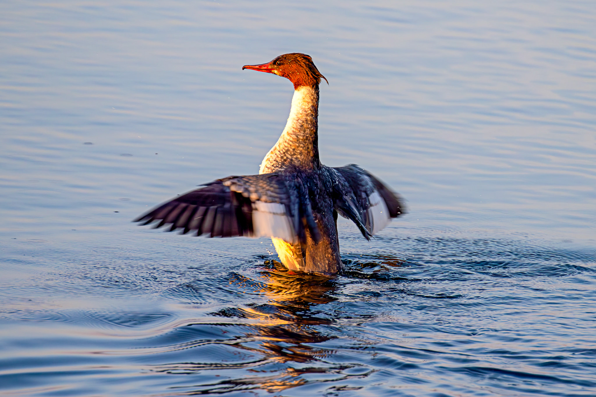 Goosander bathing at Hogganfield Loch 19 March 2025