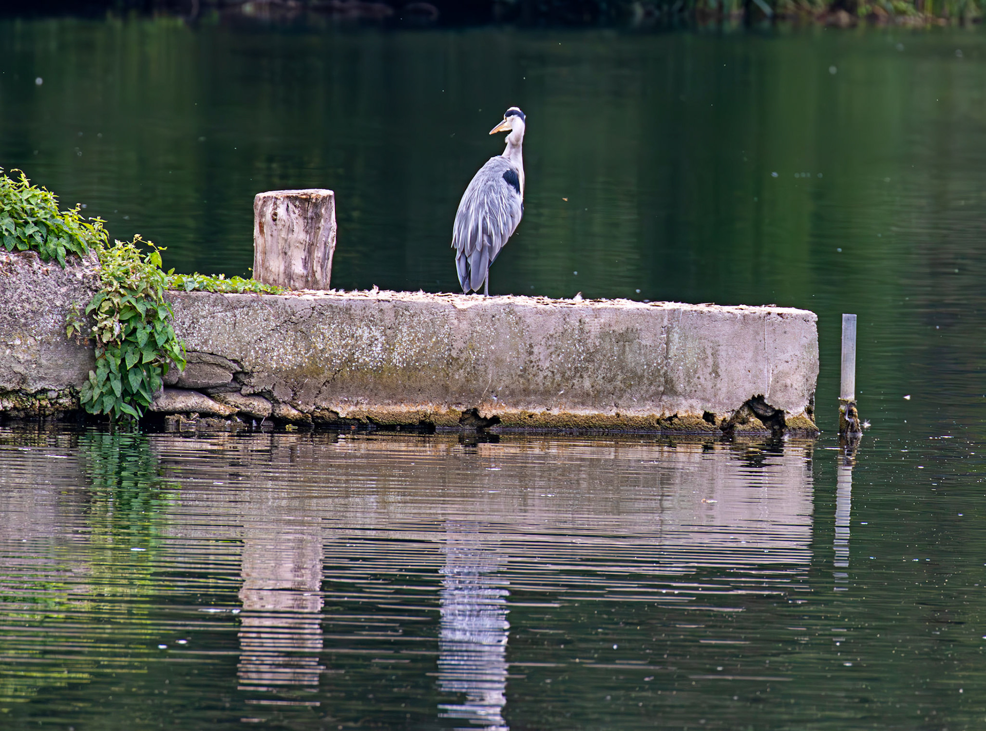 Lullingstone Kent 23 Aug 2025