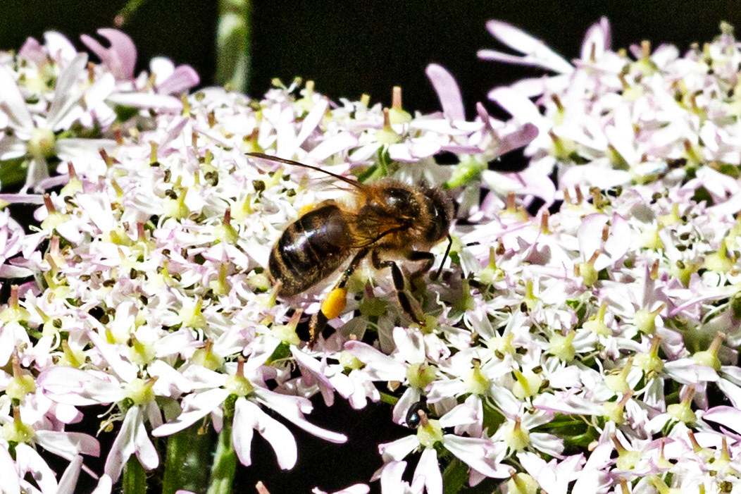 Insects in Livingston 08 July 2024