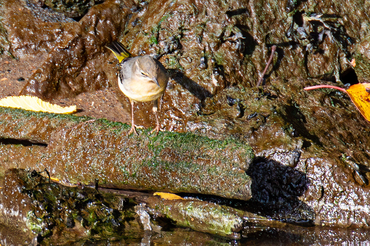 Grey Wagtail - Birthwatching at Cramond 18 October 2024