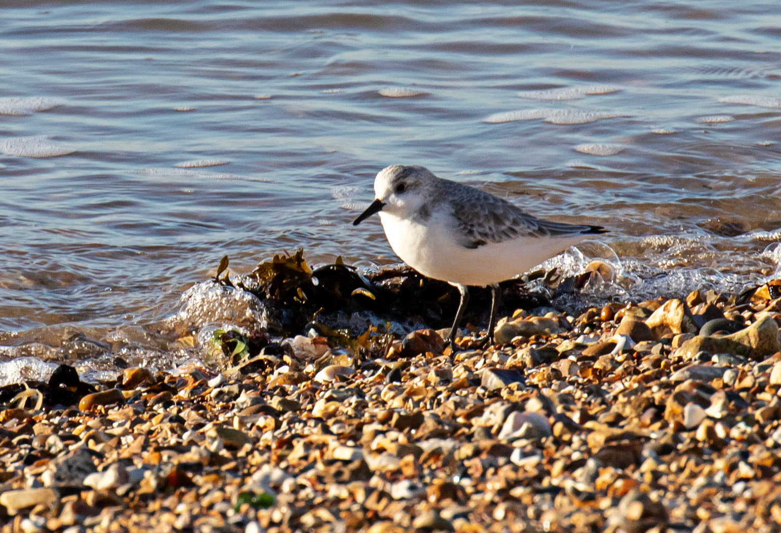 Sanderling at Titchfield Haven 02 January 2025