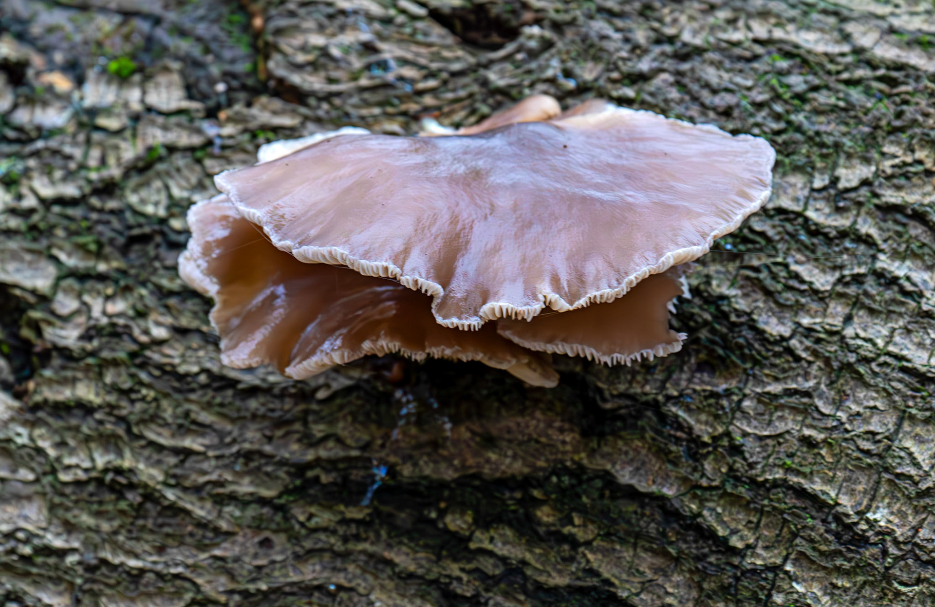 oyster mushrooms (Pleurotus ostreatus) Deans Woods - 07 November 2025
