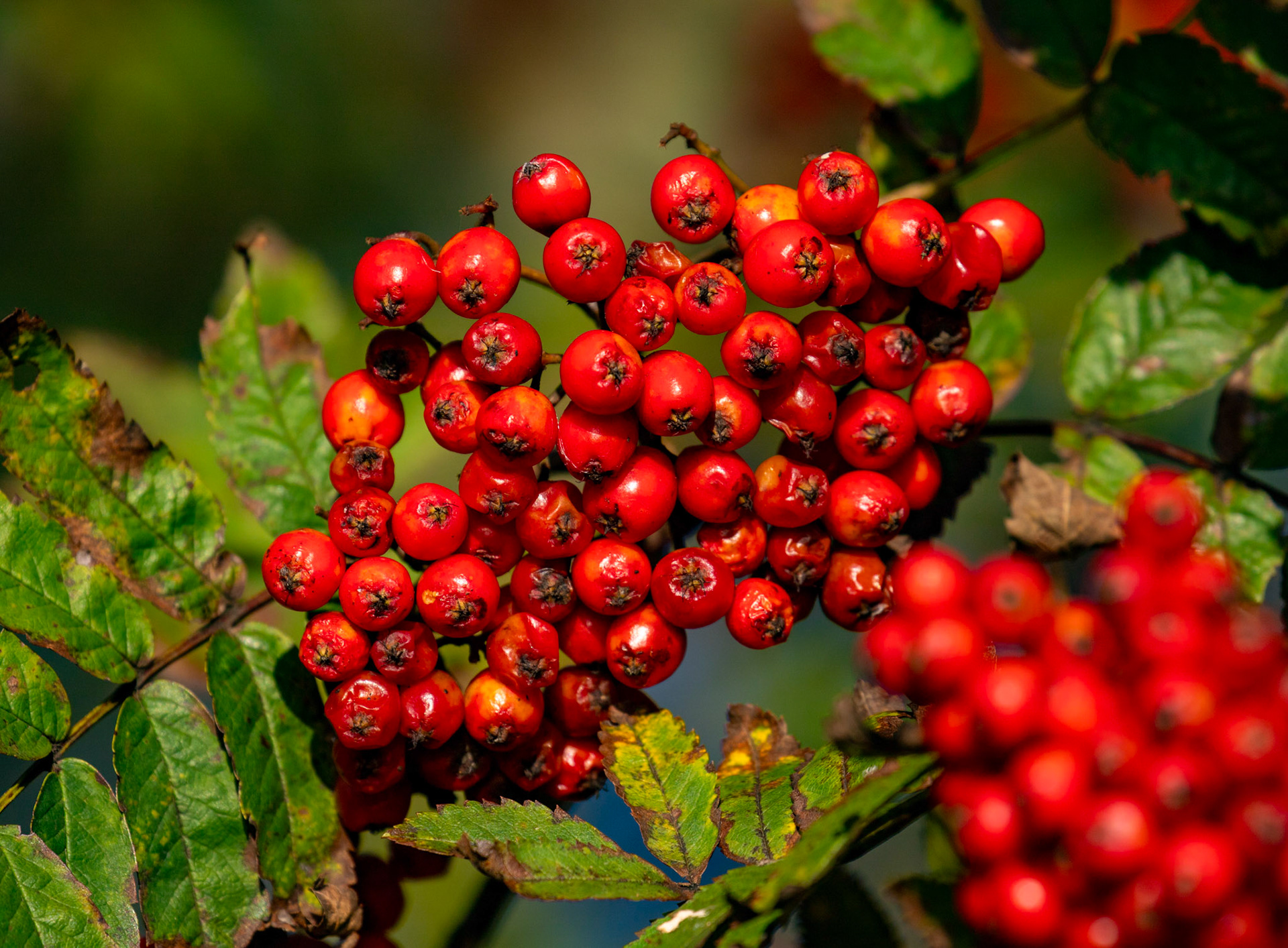 Harperrig Reservoir 17 September 2024
