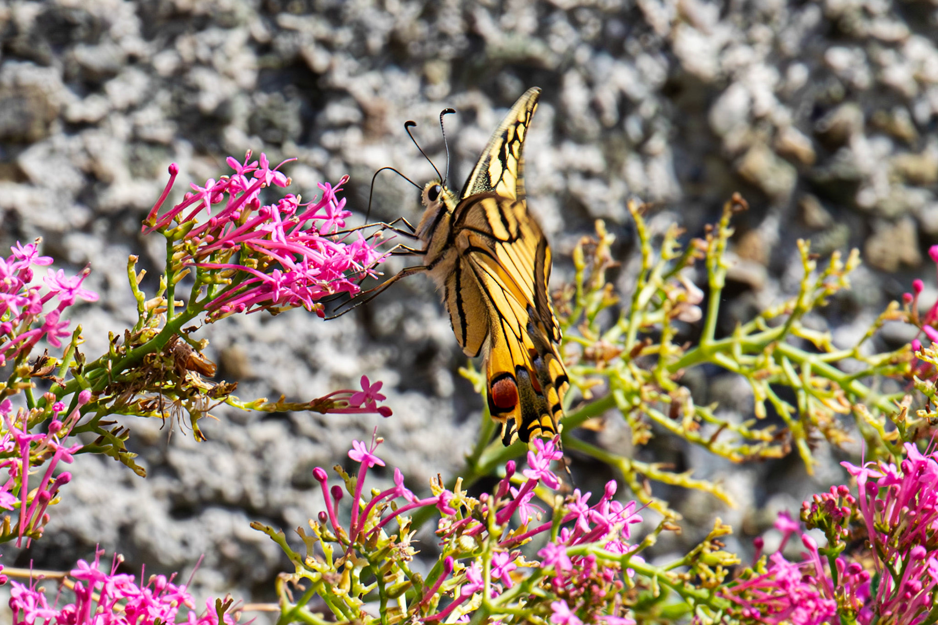Swallowtail Butterfly - Riomaggiore 06 Sept 2025