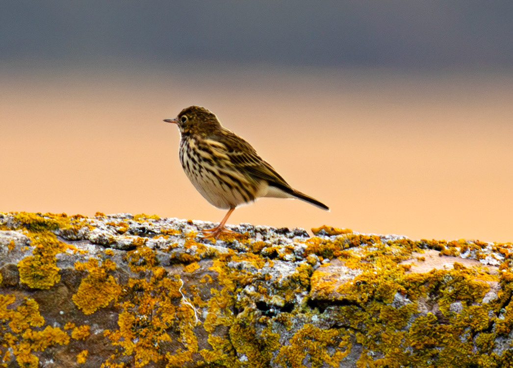 Meadow Pipit at Barns Ness 25 Sept 2024