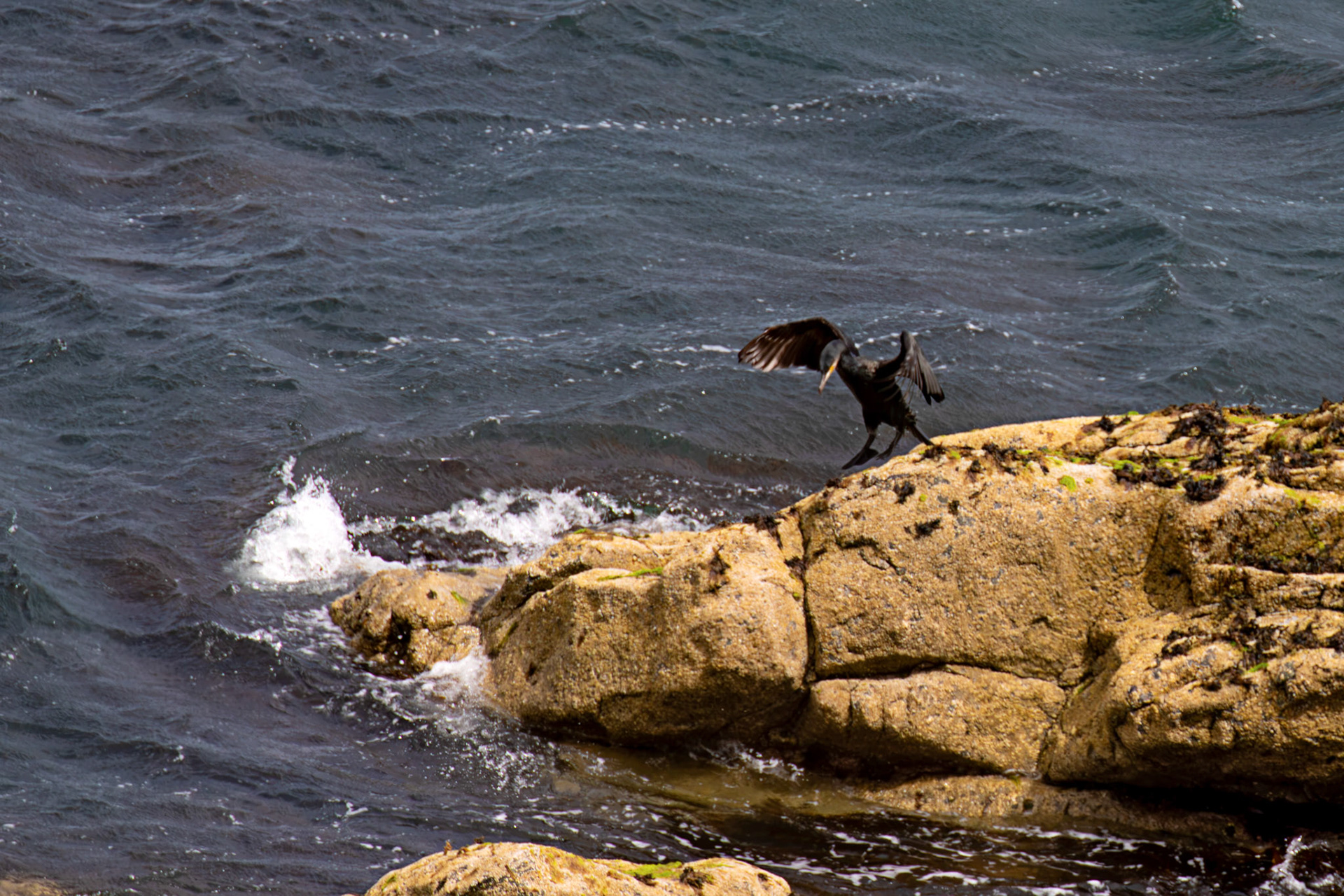 Atlantic Great Cormorant flying and landing at Tantallon Castle 04 July 2026