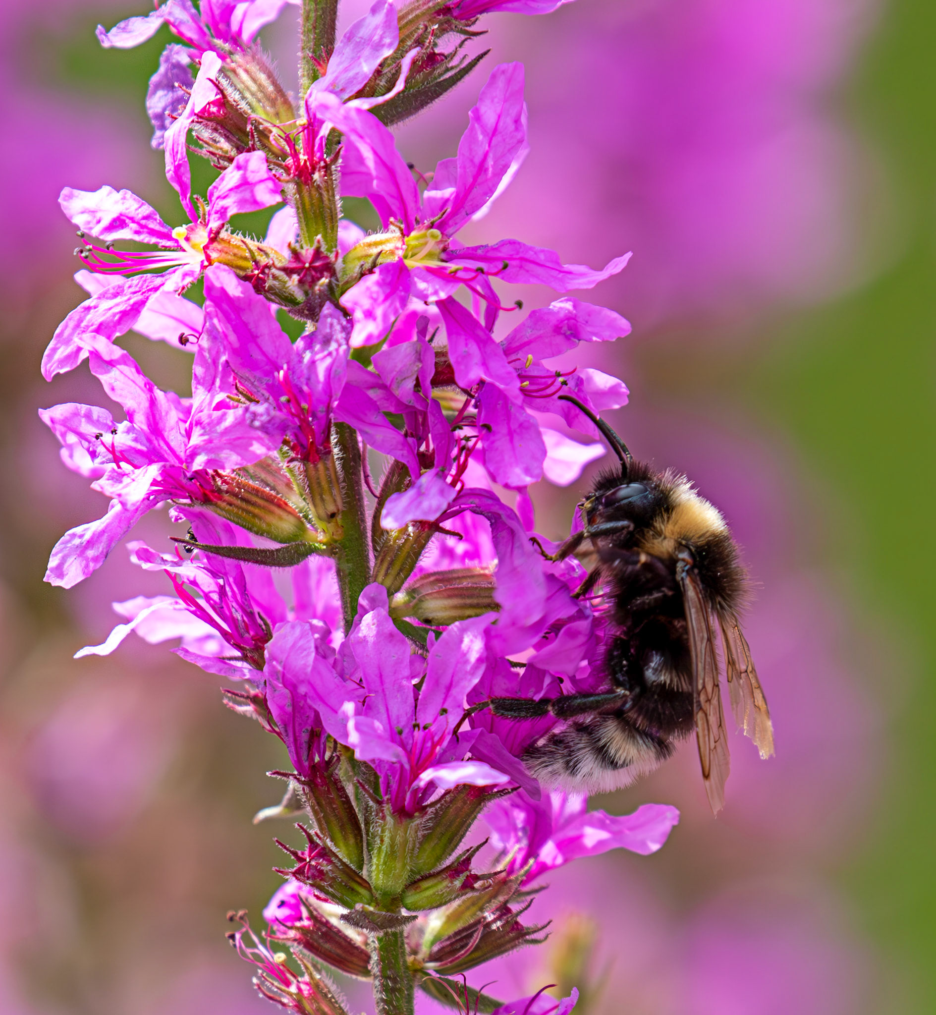 Bombus barbutellus (Barbut's Cuckoo Bee) Banbridge 25 July 2025