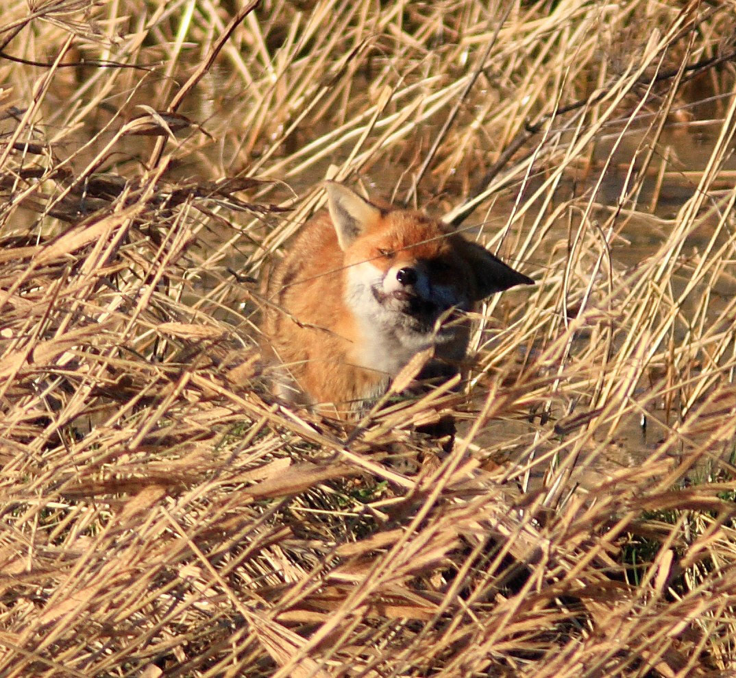 Vane FarmPlease see my other Photographs at: http://www.jamespdeans.co.uk/