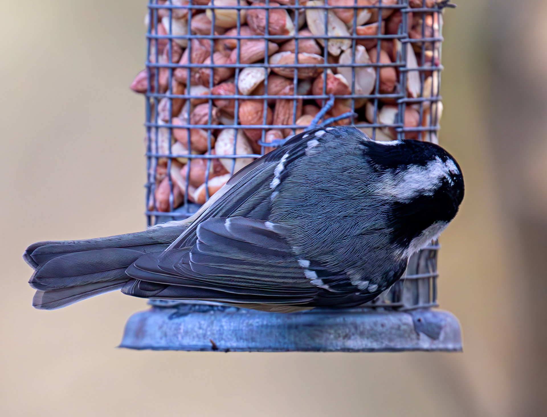 Coal Tit - Bavelaw Marsh 16 January 2026