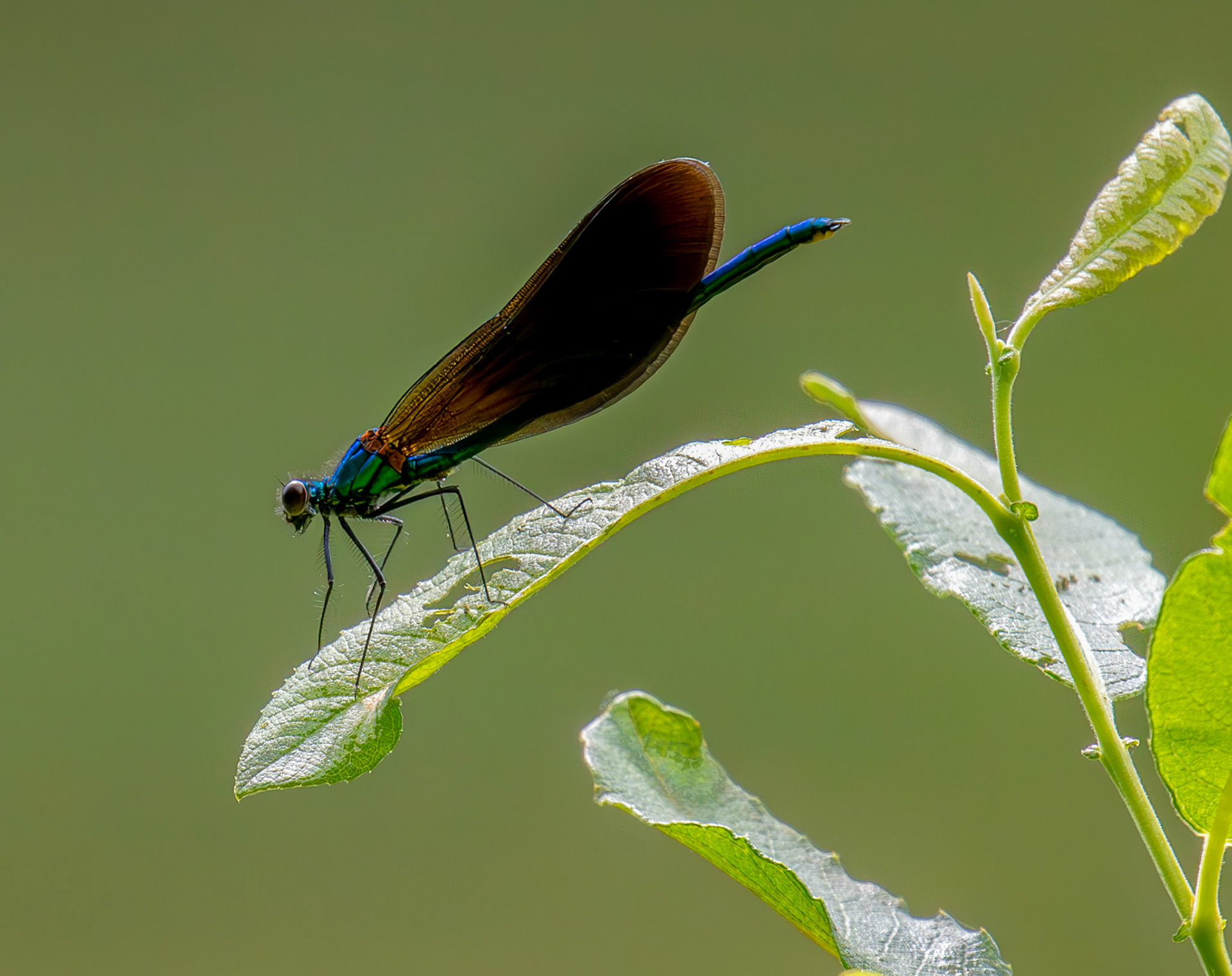 Banded Demoiselle (Calopteryx splendens) Banbridge 25 July 2025