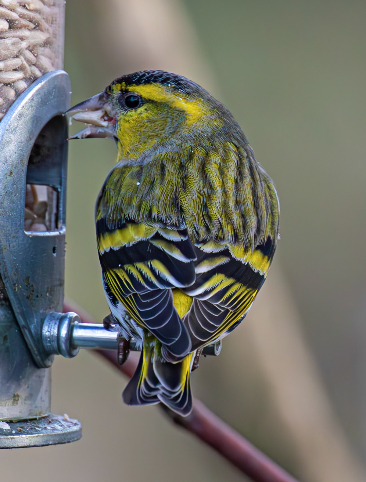 Siskin - Bavelaw Marsh 16 January 2026