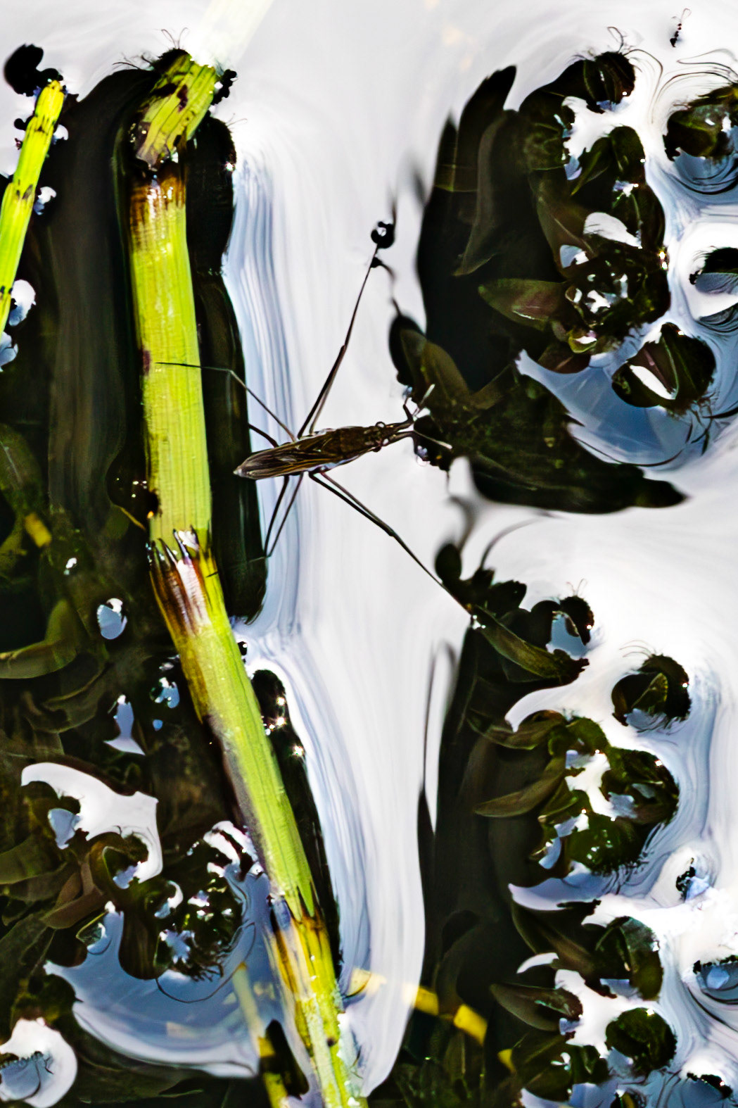 RSPB Loch Lomond 03 August 2024