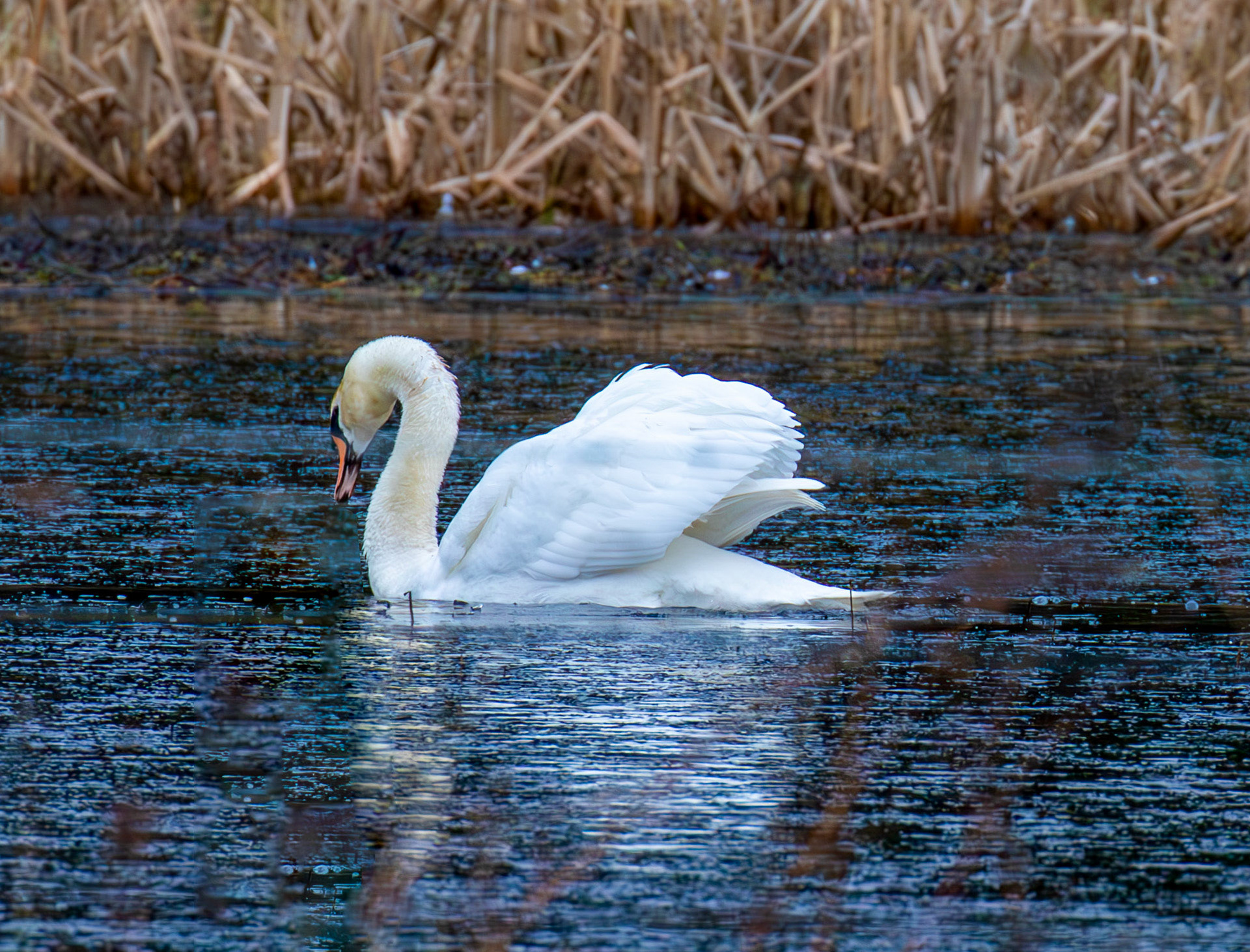 Mute Swan at Penicuik House 22 Jan 2025