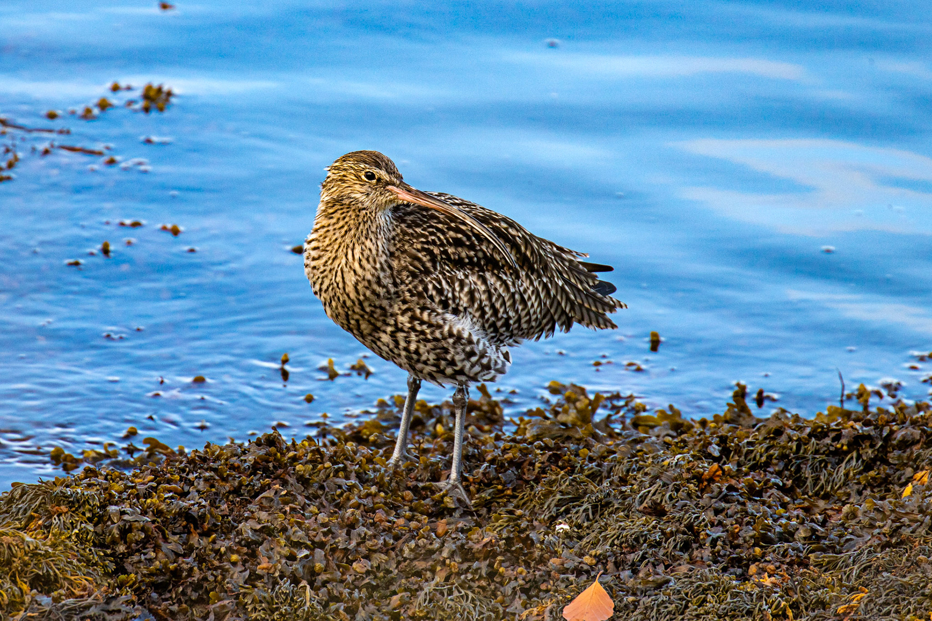 Curlew - South Queensferry 30 October 2024