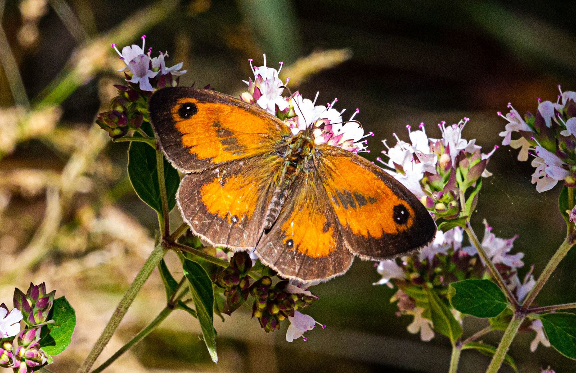 Mottistone IOW 16 July 2022