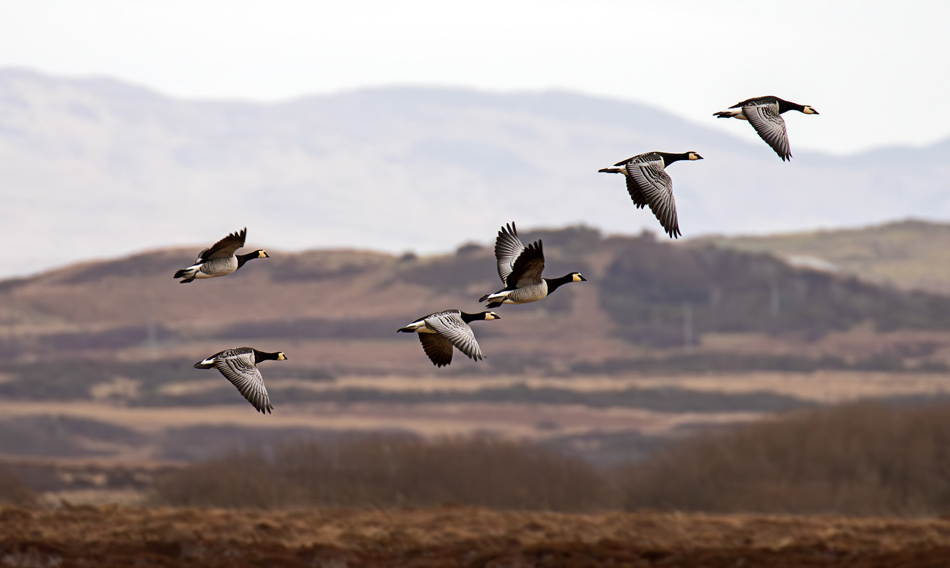 Barnacle Geese: The Island of Islay 04 March 2025