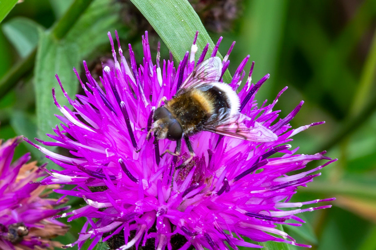 Flanders Moss 06 August 2024