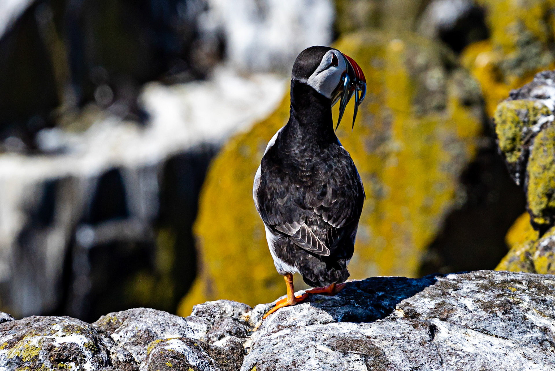 Puffin - Isle of May - 04 June 2022