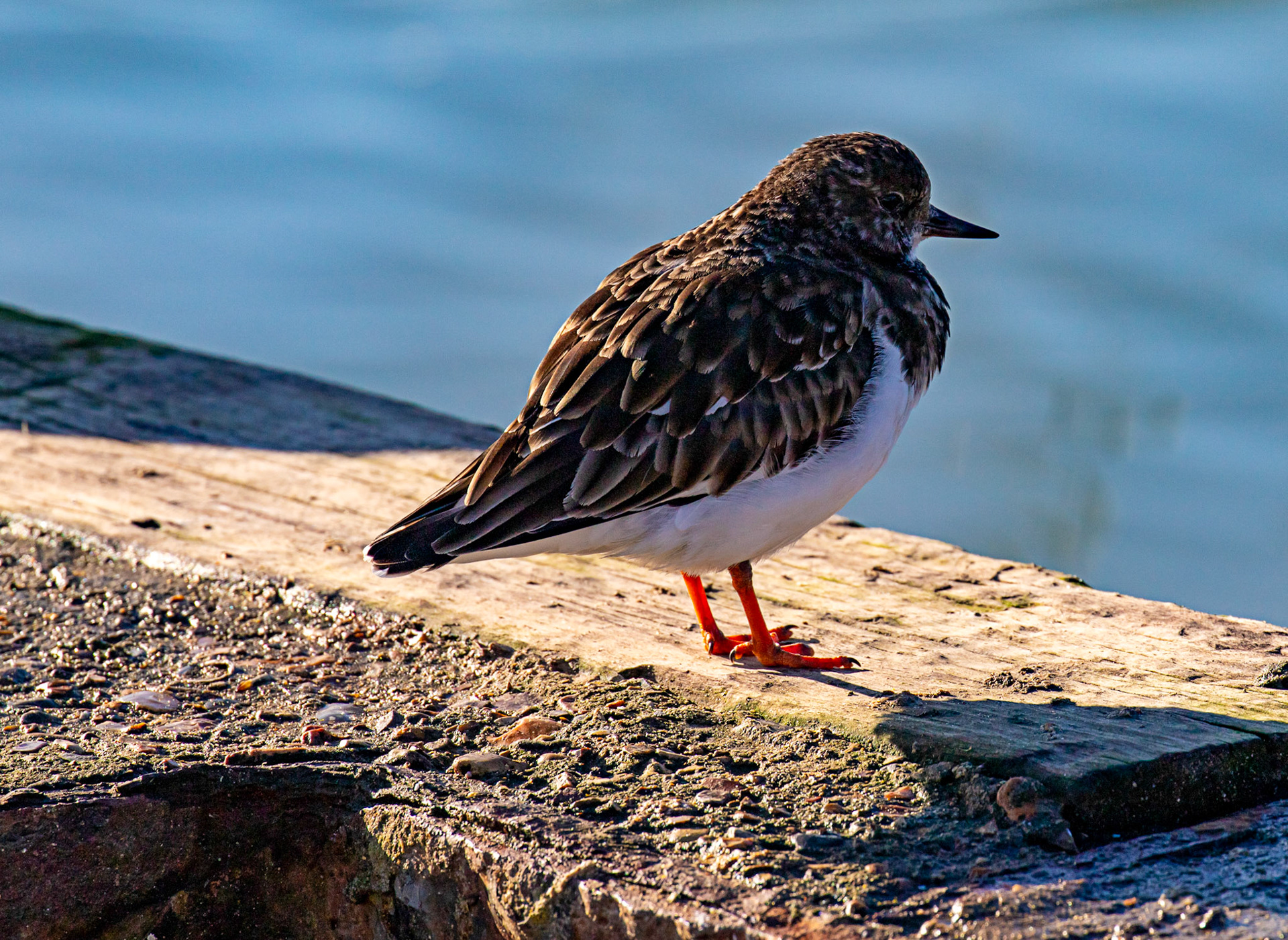 Turnstones at Titchfield Haven 02 January 2025