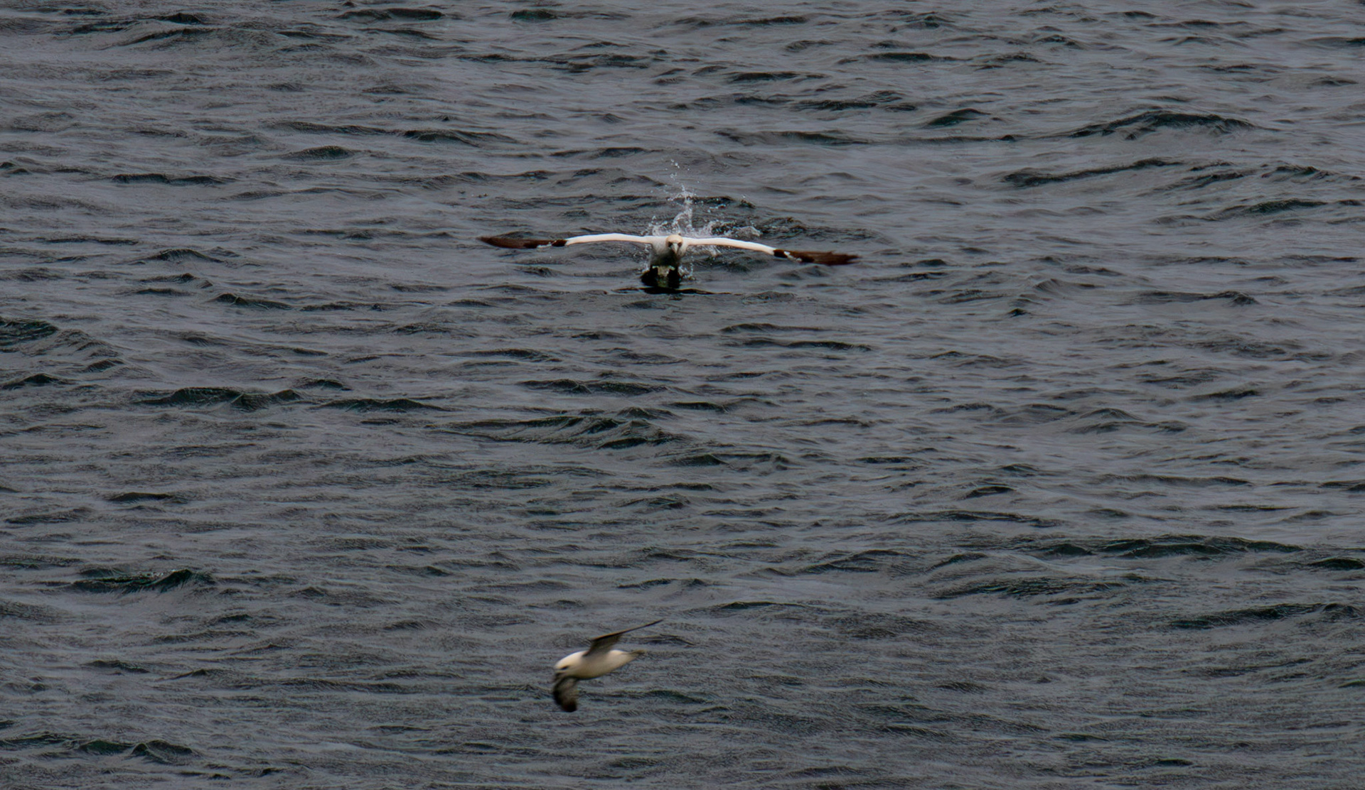 Northern Gannet getting airborne after dive - Tantallon Castle 04 July 2026
