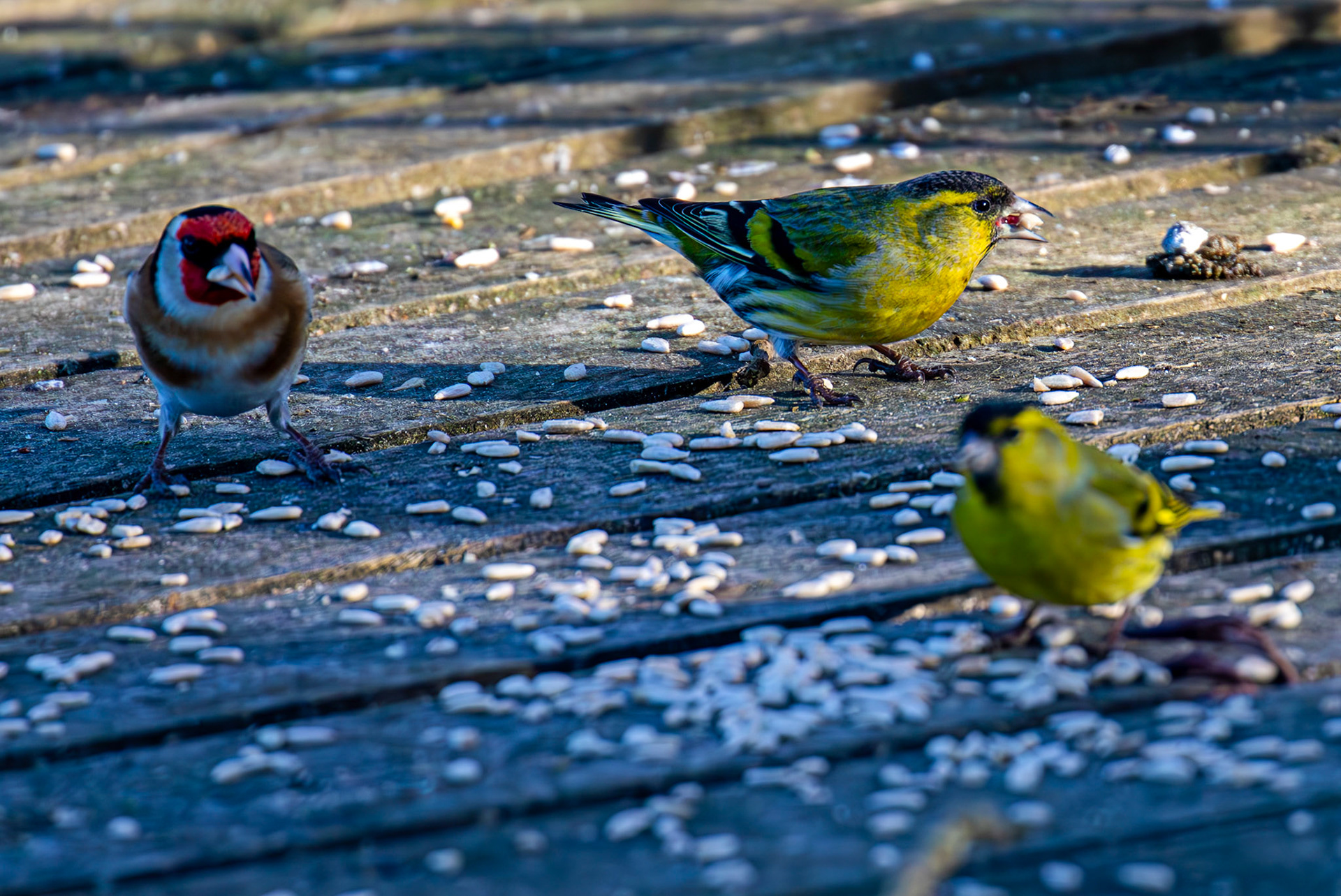 Goldfinch &amp; Siskin at Bavelaw 30 January 2025