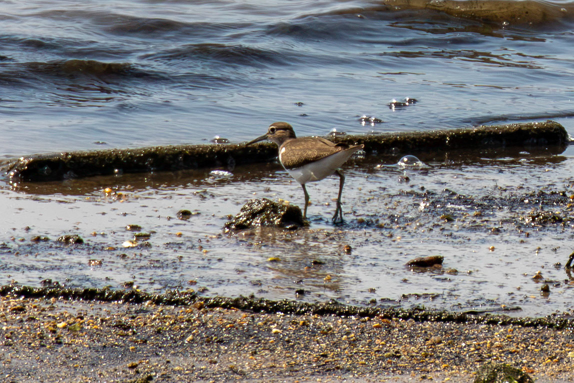 Common Sandpiper. Porto 18 August 2026