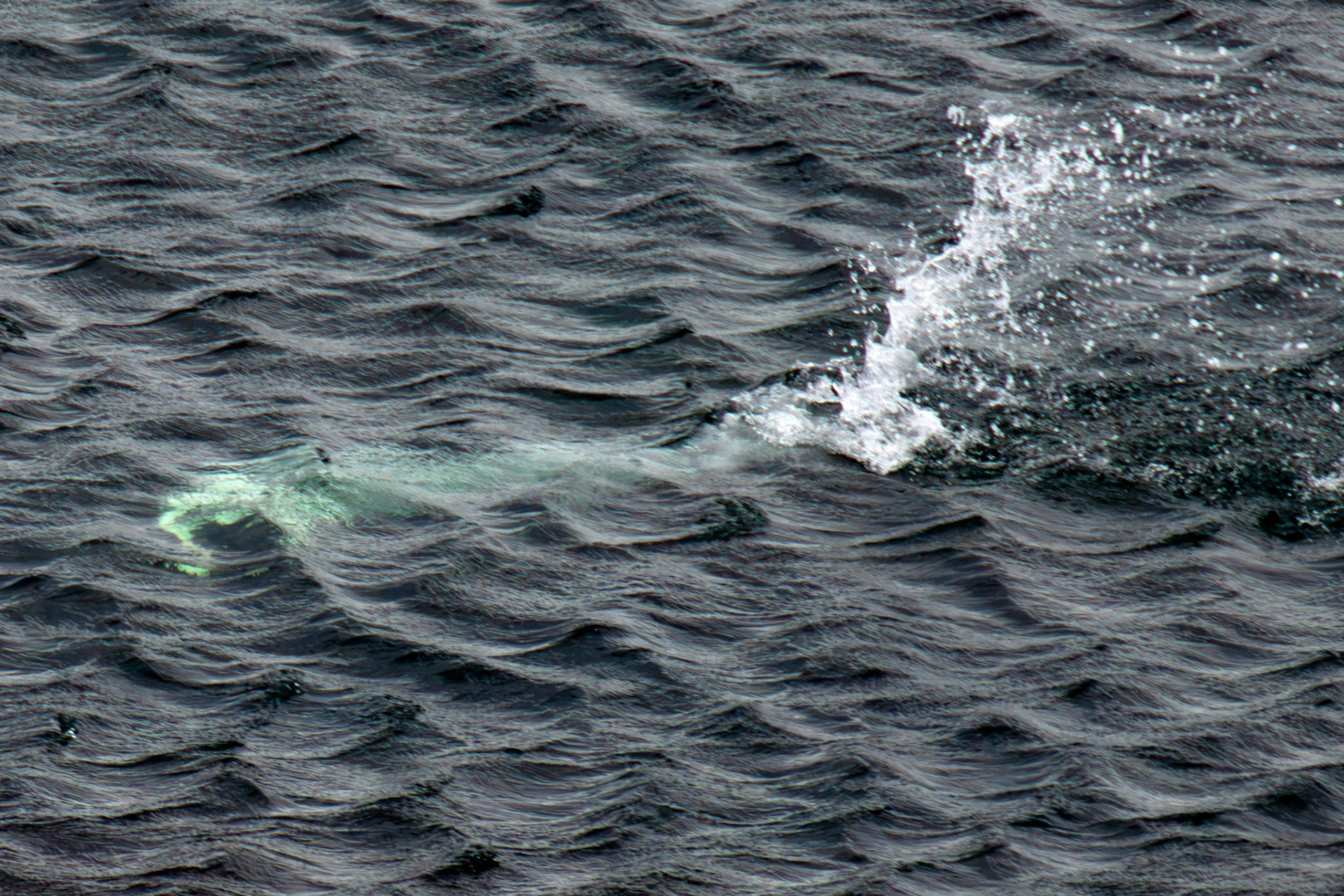 Northern Gannet under water - Tantallon Castle 04 July 2026