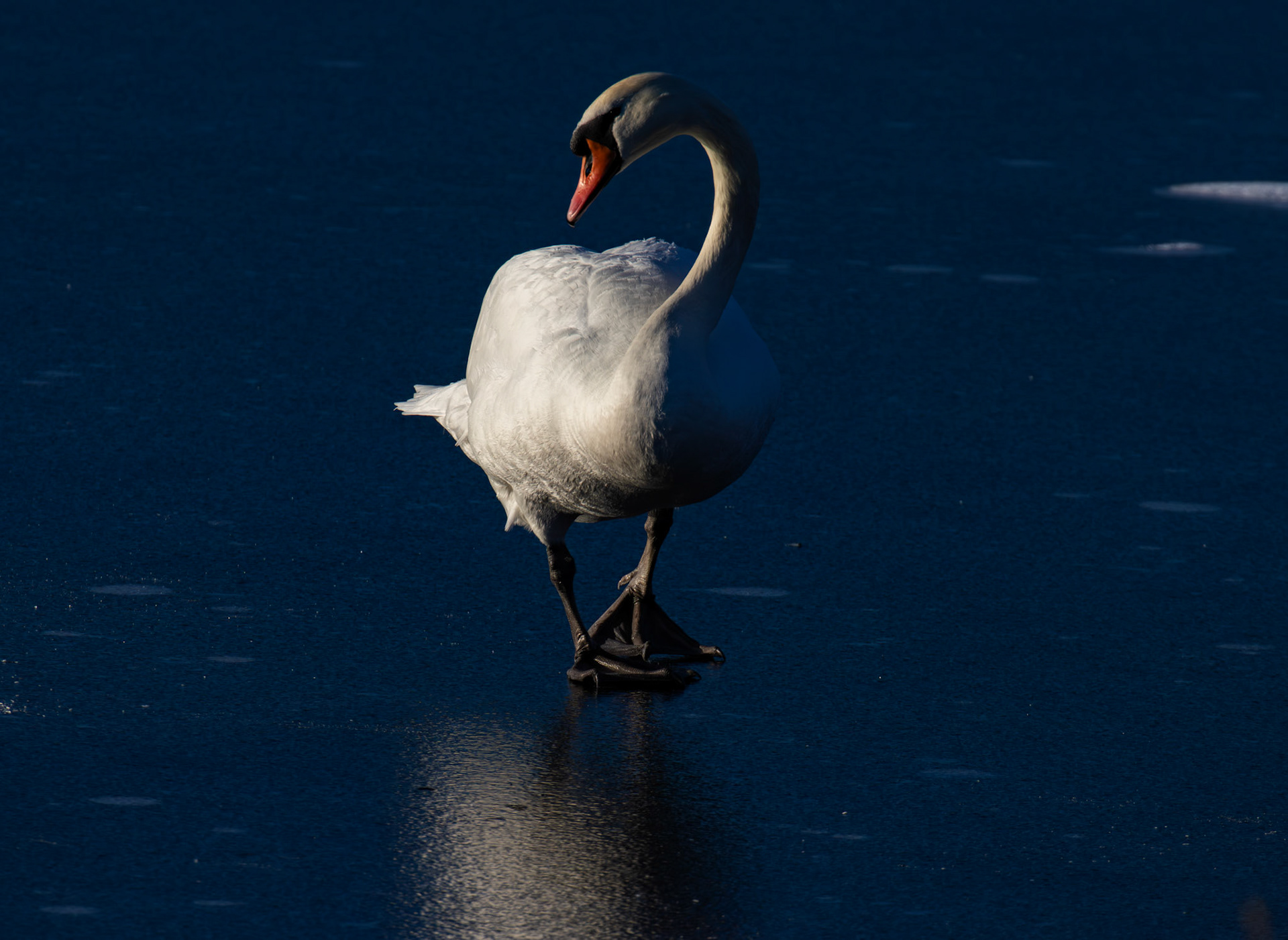 Mute Swan - Frankfield Loch 10 January 2025