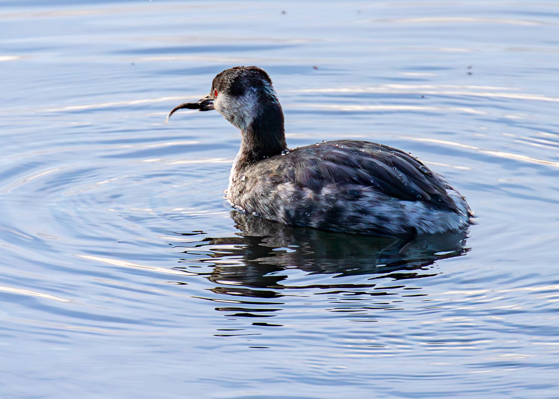 Slavonian Grebe at Linlithgow Loch 18 March 2026