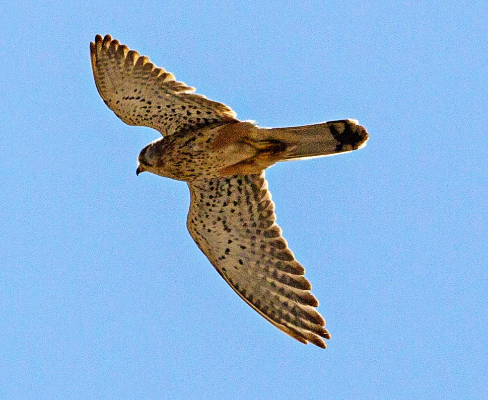 Common Kestrel - Palma de MallorcaPlease see my other Photographs at: www.jamespdeans.co.uk