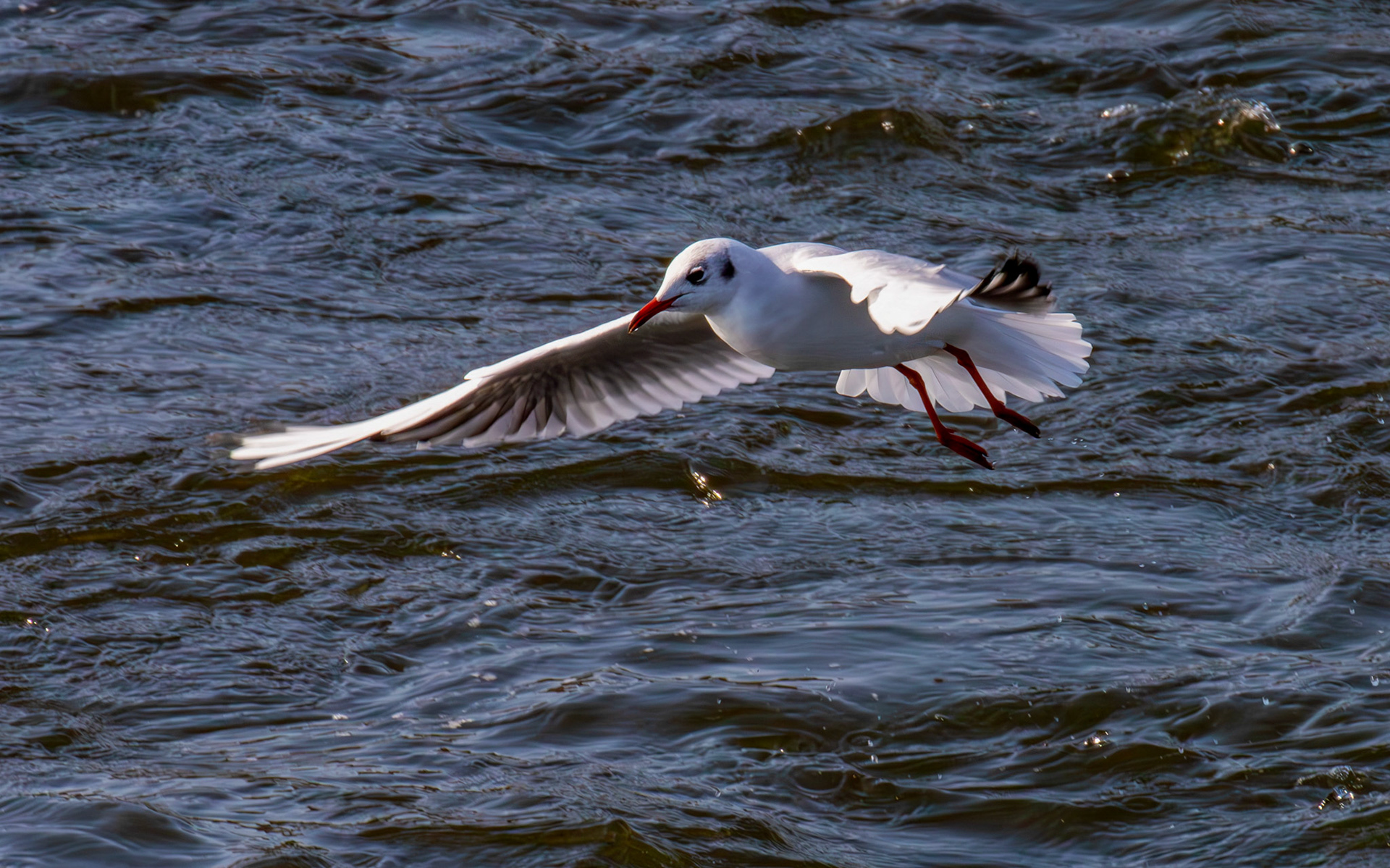 Black-headed Gulls - Leven 06 Sept 2024