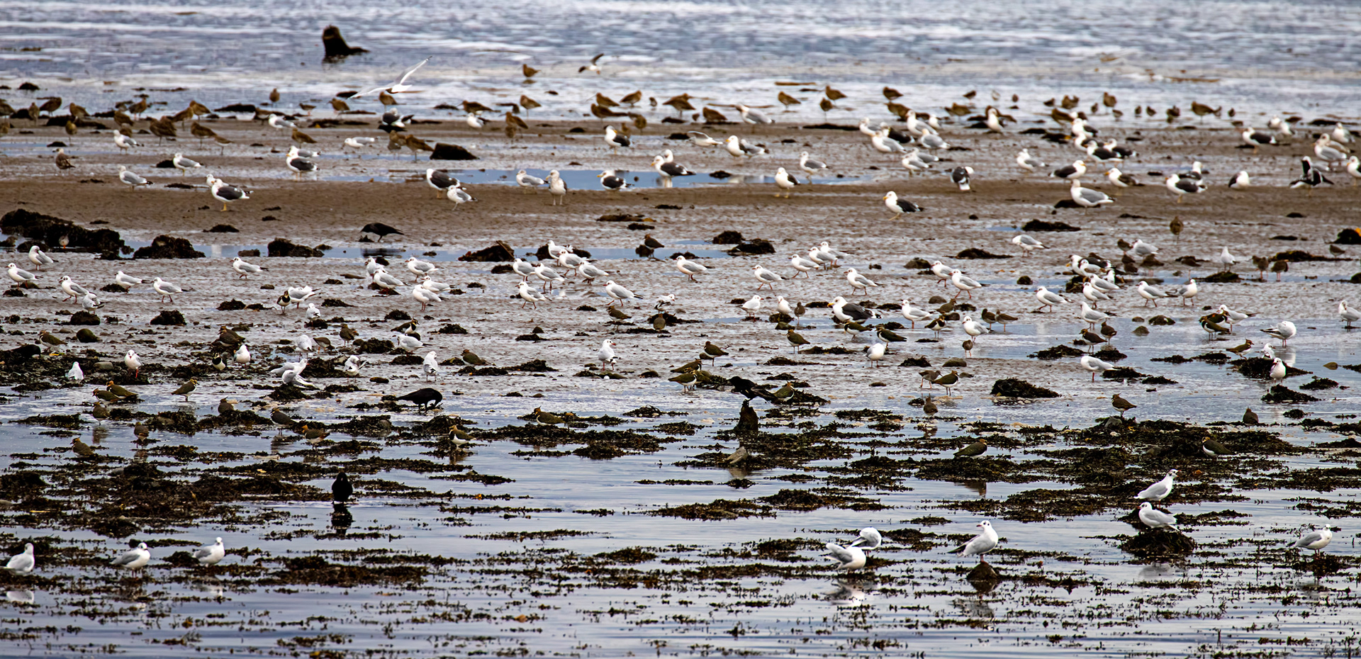 Birthwatching at Cramond 18 October 2024 Lapwing, carrion crow, black-headed gull