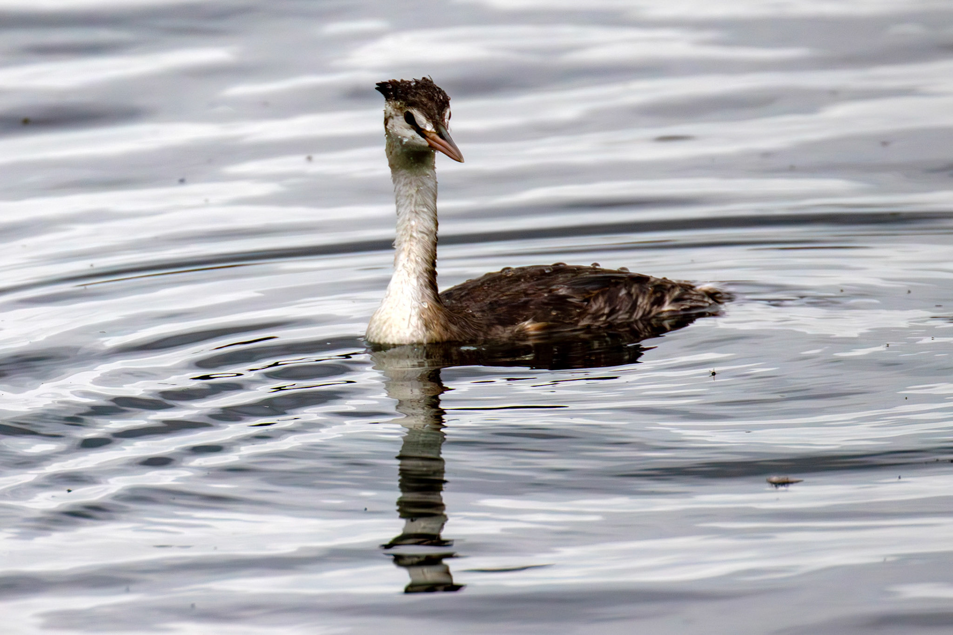 Great Crested Grebe - Hogganfield Loch 09 Sept 2024
