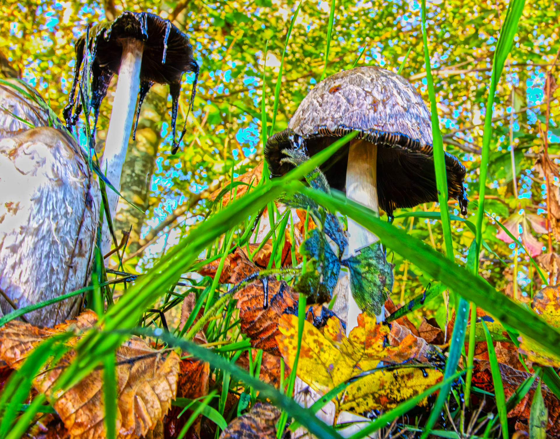 Shaggy Ink Cap - Coprinus comatus, Almondell at East Calder 27 October 2025
