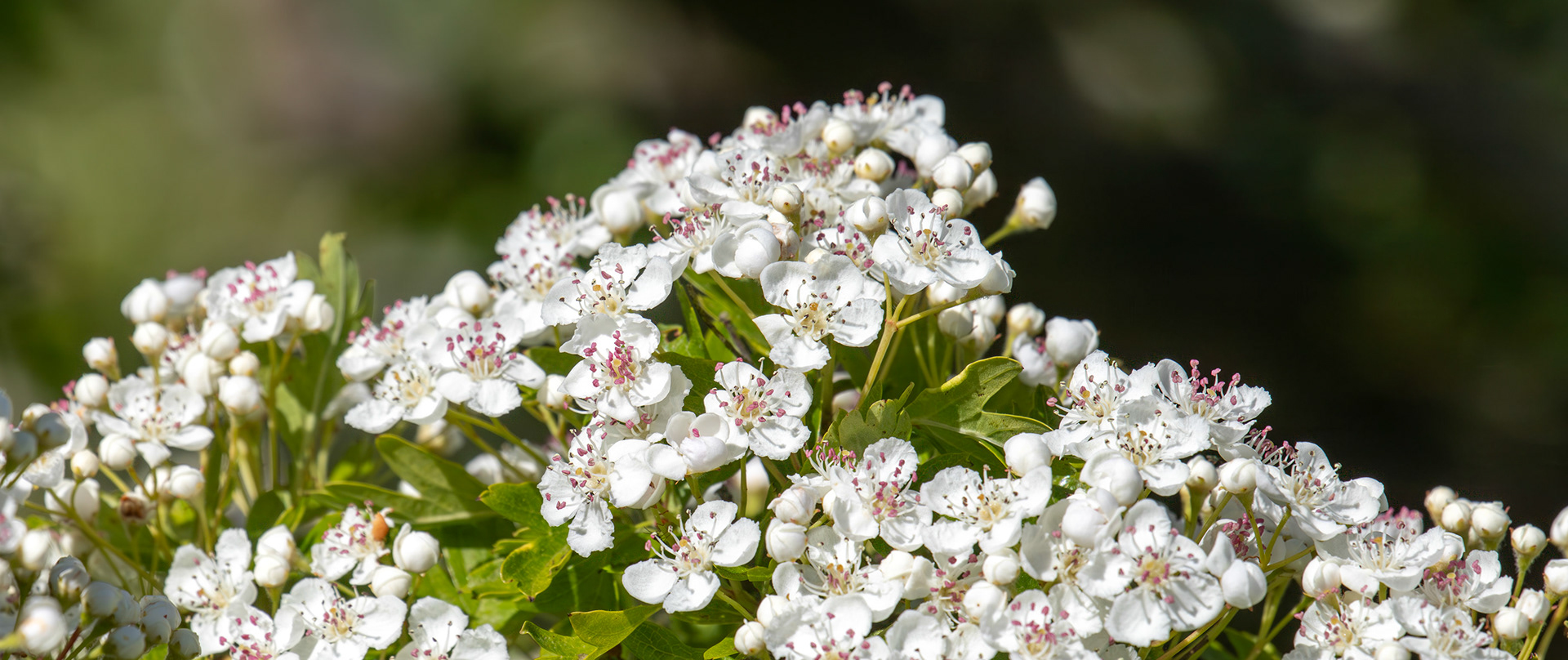 Hawthorne Blossom - Petershill Wildlife Reserve 15 May 2025