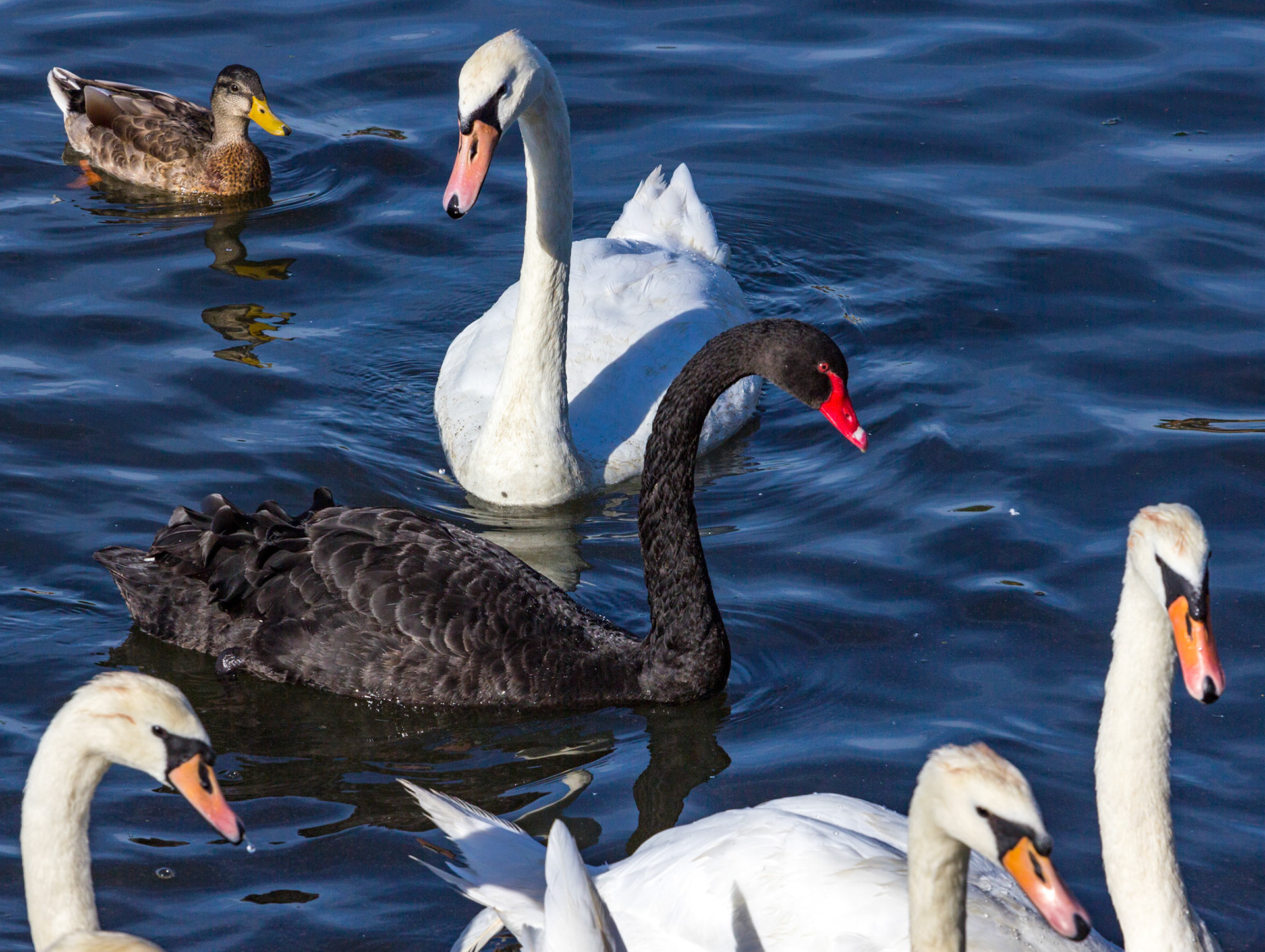 Black Swan on the River Itchen in SouthamptonPlease see my other Photographs at: www.jamespdeans.co.uk