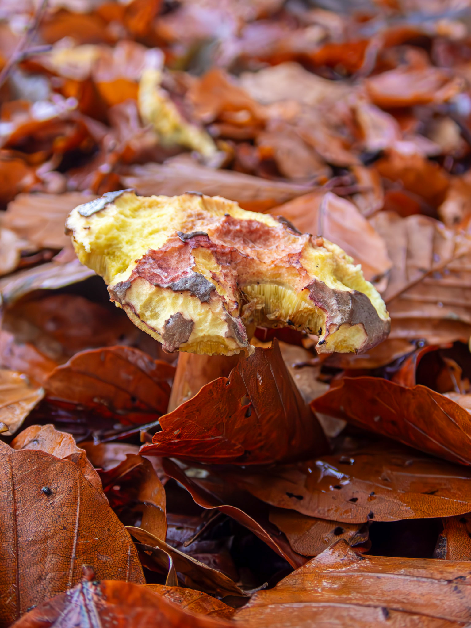 Plums and Custard mushroom (Tricholomopsis rutilans) Deans Woods 08 November 2025